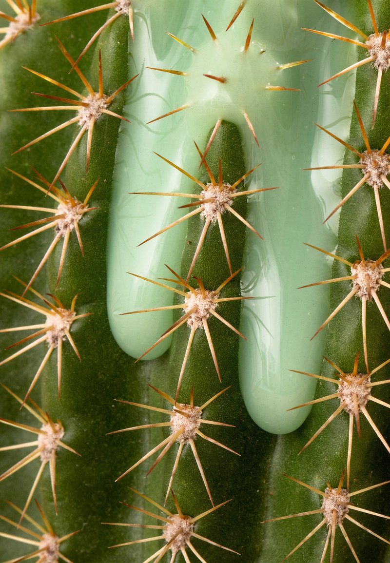 kaktus medusa Buy Euphorbia Caput-Medusae Medusa