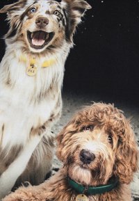 Due cani, uno con un manto marmorizzato e un collare giallo, l'altro con pelo riccio e un collare verde, entrambi in atteggiamento giocoso.