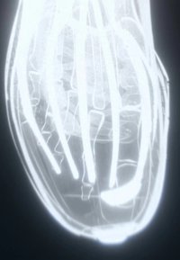 Transparenter Schuh, der die interne Struktur mit weißen Linien zeigt, die das Schnürsystem und das Sohlen-Design darstellen, vor einem dunklen Hintergrund.
