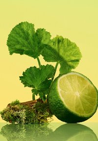 Citron vert coupé en deux avec une texture brillante, entouré de feuilles vertes et de mousse sur une surface réfléchissante, sur fond jaune.