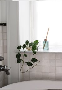 Plante de pothos verte retombante et bouteille de diffuseur de roseau sur le rebord de fenêtre en carrelage blanc dans la salle de bain au-dessus de la baignoire.