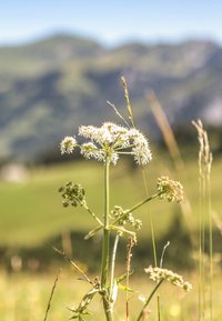 L'ALPAGE Suisse L'HYDRALPINE CRÈME ULTRA-HYDRATANTE 24H - ULTRA-FEUCHTIGKEITSSPENDENDE CREME 24H - Soin de jour - bleu glacier