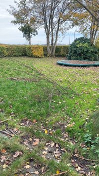 Relva verde com folhas castanhas dispersas, duas árvores ao fundo e um trampolim circular verde no canto superior direito.