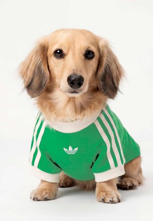 adidas Originals, PET CALI TEE UNISEX - Αξεσουάρ για κατοικίδια - flash lime off white