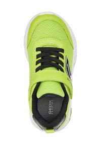 Geox ASSISTER - Zapatillas - lime black