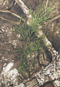 Fabric featuring a camo pattern with earthy browns, grays, and greens. Textured leaves and branches create a natural, rugged design.