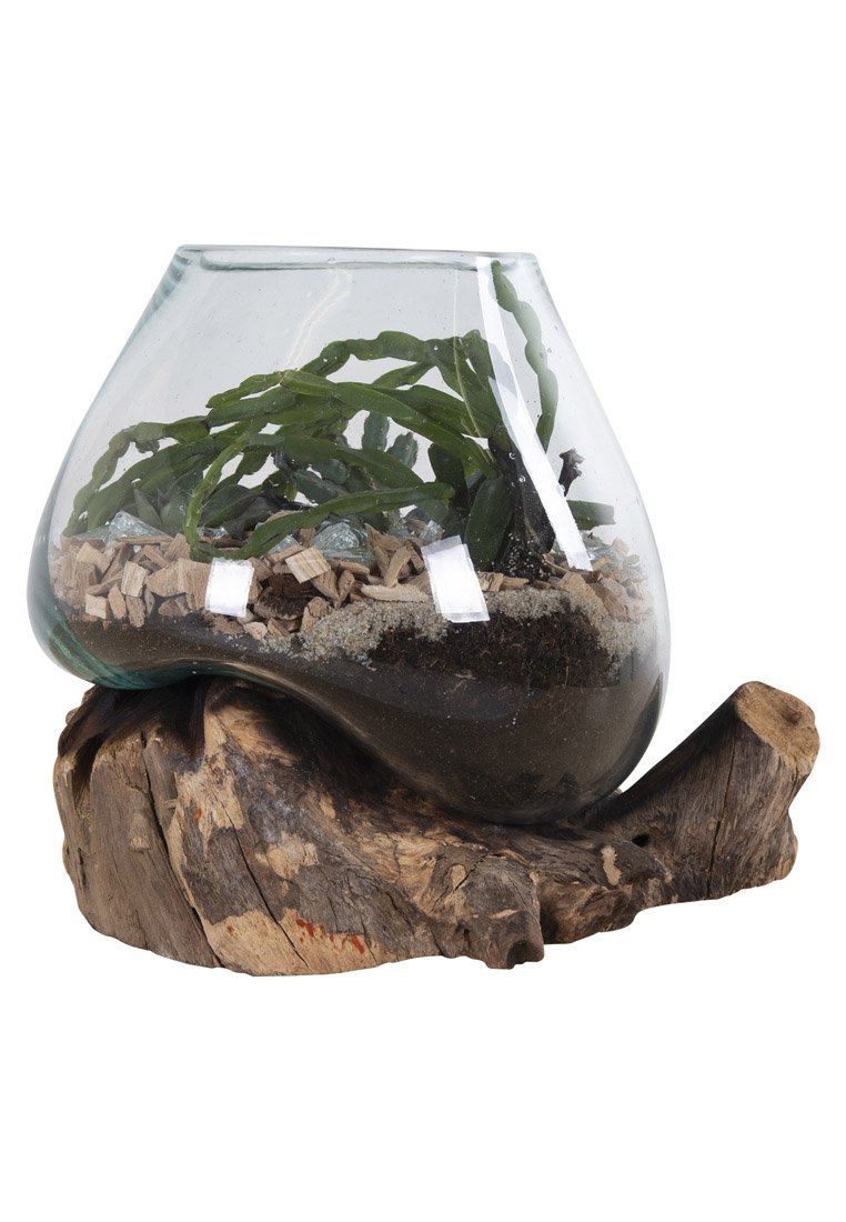 Glazen terrarium met een gebogen vorm, met groene planten, houtschilfers en aarde. Gemonteerd op een gestructureerde houten basis.