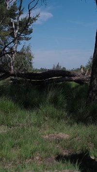 Tronco d'albero caduto che giace su un'area erbosa con alberi in piedi e cielo azzurro limpido sullo sfondo.