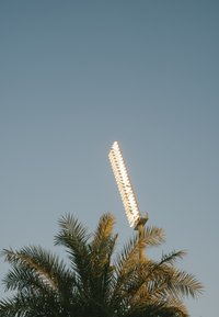 LED-schijnwerper gemonteerd op een hoge paal, met een lange, lineaire opstelling van lichten, gedeeltelijk verborgen achter palmbladen tegen een blauwe lucht.