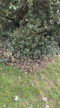 Sűrű cserjék zöld levelekkel, fehér szegéllyel, száraz barna levelekkel a földön és zöld fűfoltokkal.