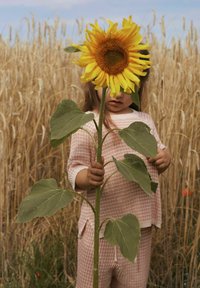 Un tournesol jaune tenu devant le visage d'un enfant, avec des feuilles vertes, une tenue rose clair texturée et un fond de blé aux couleurs atténuées.