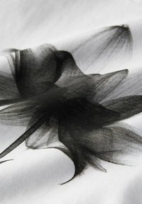 Tissu noir et blanc présentant un motif floral abstrait délicat avec une texture lisse et des lignes douces et fluides.