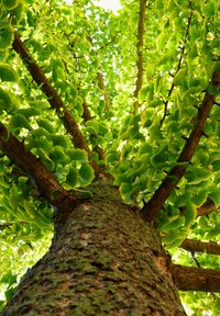 Ginkgo boom gezien vanaf onder, met brede, fanvormige groene bladeren en een gestructureerde bruine stam met takken die omhoog uitsteken.