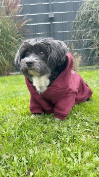 Un pequeño perro negro con pecho blanco que lleva una sudadera burdeos está sentado sobre un césped verde, rodeado de plantas borrosas de fondo.