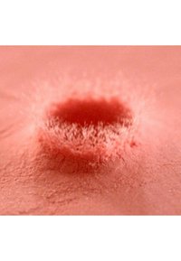 Zone circulaire et texturée en matériau rose doux, entourée de fins filaments duveteux s'étendant vers l'extérieur, créant un motif contrasté.