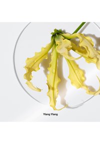 Fleur d'ylang-ylang avec des pétales jaunes allongés et ondulés, affichant un léger éclat, placée sur une assiette transparente sur fond blanc.
