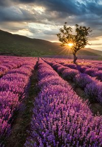 Lavendelfeld mit Reihen von lebhaften lila Blumen unter einem bewölkten Himmel, mit einem fernen Baum und Sonnenlicht, das durch die Wolken bricht.
