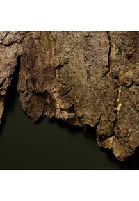 Strukturierte Rinde mit verschiedenen Braun- und Grüntönen, sichtbar mit Rissen und rauen Oberflächen, vor einem dunkelgrünen Hintergrund.