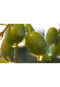 Gros plan sur des olives vertes sur une branche, affichant une texture brillante, une forme ronde et une gouttelette réfléchissant la lumière à l'extrémité.