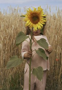 Bambino che tiene in mano un alto girasole, coprendosi il viso. Il girasole ha petali gialli luminosi e un centro marrone. Il bambino indossa un vestito rosa con texture.
