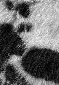 Peau de vache en noir et blanc avec une texture grossière, présentant des taches irrégulières de fourrure noire et blanche réparties sur toute la surface.