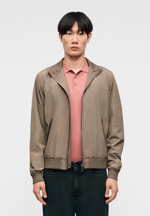 KEVIN - Bombera - brindle