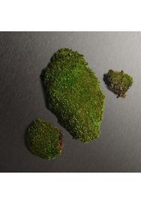 Groene mosclusters van verschillende groottes op een gestructureerd grijs oppervlak. Het mos heeft kleine bladeren en een rijke, levendige kleur met aardetinten.