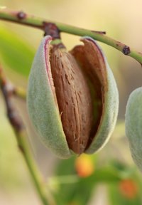 Green almond shell split open, revealing a light brown nut inside. Shell is fuzzy with a smooth inner surface, and a pinkish edge.
