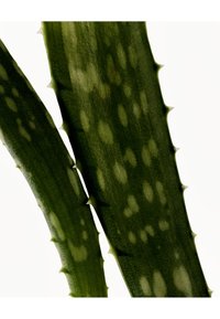 Feuilles d'aloé vera avec des surfaces lisses et vertes, marquées par des taches vert clair et de petites épines pointues le long des bords.