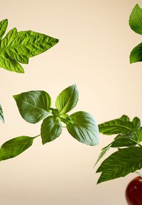 Świeże, zielone liście bazylii o gładkiej powierzchni i wyraźnych żyłkach, w towarzystwie innych liściastych warzyw, na miękkim beżowym tle.