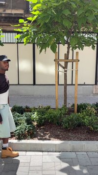 Boom met groene bladeren, ondersteund door houten palen naast een betegeld pad, omlijst door lage struiken en decoratieve bodembedekking.