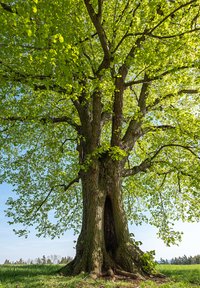 Grote boom met een dikke stam, ruwe schors, groene bladeren en een opvallende holte aan de basis tegen een heldere blauwe lucht.