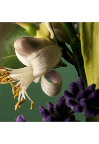 Close-up of a white and purple flower with yellow stamens, green stems, and purple buds against a soft green background.