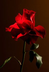 Rituals FRAGRANCE STICKS - IMPERIAL ROSE PRIVATE COLLECTION - FLORAL - Doftpinnar