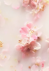 Rosa kirsebærblomster med delikate kronblade og gyldne støvdrager, satt mot en myk, uskarp hvit bakgrunn.