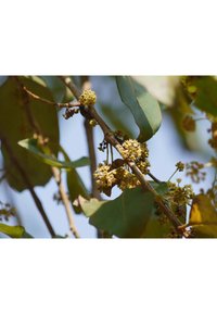 Tak met clusters van kleine gele bloemen omringd door groene bladeren. De bladeren variëren in vorm en sommige vertonen herfstachtige verkleuring.