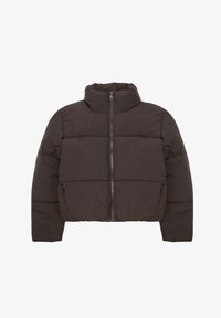 Wybrany, chocolate lab