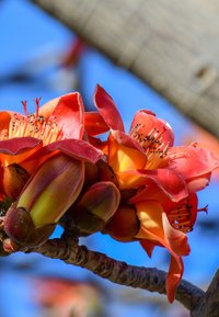 Heldere rode en oranje bloemen met trompetvormige bloemblaadjes, gele meeldraden en groenbruin knoppen tegen een blauwe lucht en boomschors.
