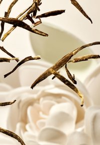 Delgados tallos marrones de planta seca flotan sobre una rosa blanca con foco suave, mostrando formas curvas y una textura delicada contra un fondo pálido.