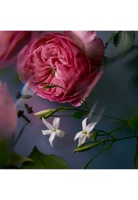 Nahaufnahme einer rosa Rose und kleiner weißer Jasminblüten mit grünen Stielen vor einem verschwommenen dunklen Hintergrund.