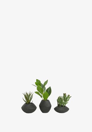 Next, SET OF 3 ARTIFICIAL SUCCULENTS IN BLACK BRONX POTS UNISEX - Blomsterkrukker - green