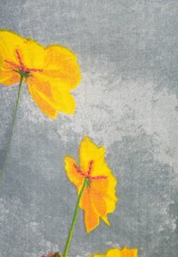 Fiori gialli con accenti rosa su steli verdi contro uno sfondo grigio texture, caratterizzato da un tessuto morbido con un design sbiadito.