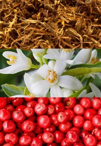 Tobakslöv i bruna bitar, vita blommor med gula mittpunkter och livligt röda bär arrangerade i tre horisontella sektioner.