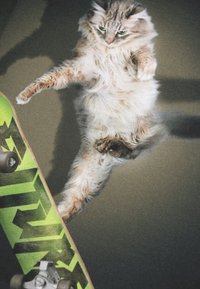 En fluffy lys brun og hvit katt henger i luften ved siden av et grønt skateboard med svarte geometriske aksenter og hjul.