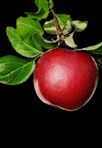 Rode appel met een gladde schil, een glanzende afwerking, hangend aan een bruine stam, omgeven door levendige groene bladeren tegen een zwarte achtergrond.