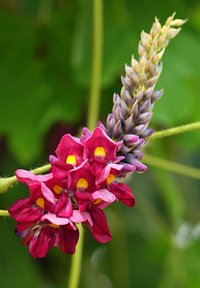Felle roze bloemen met gele centra vormen een groep, vergezeld door een tros paarse knopjes, tegen een achtergrond van groene bladeren.