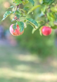 Mele rosse che pendono da rami fogliosi con uno sfondo verde sfocato, suggerendo un ambiente di frutteto o giardino.