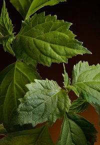 Close-up of green nettle leaves with serrated edges and fine hairs against a dark brown background.