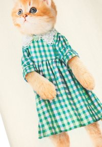 Chat orange portant une robe à carreaux verts et bleus avec un col en dentelle blanche et des détails en boutons, mettant en valeur un pelage doux et des pattes dressées.