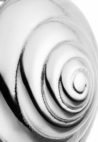 Spiralförmige Muschel, glatte Oberfläche, weiß mit schwarzen Streifen, glänzendes Finish, ausgeprägtes Spiraldesign, zur Mitte hin verjüngend.